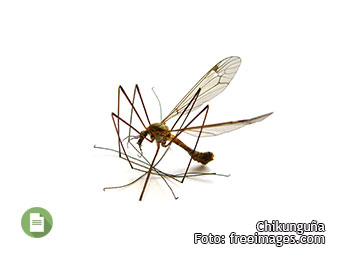 interna mosquito2