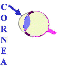 cornea